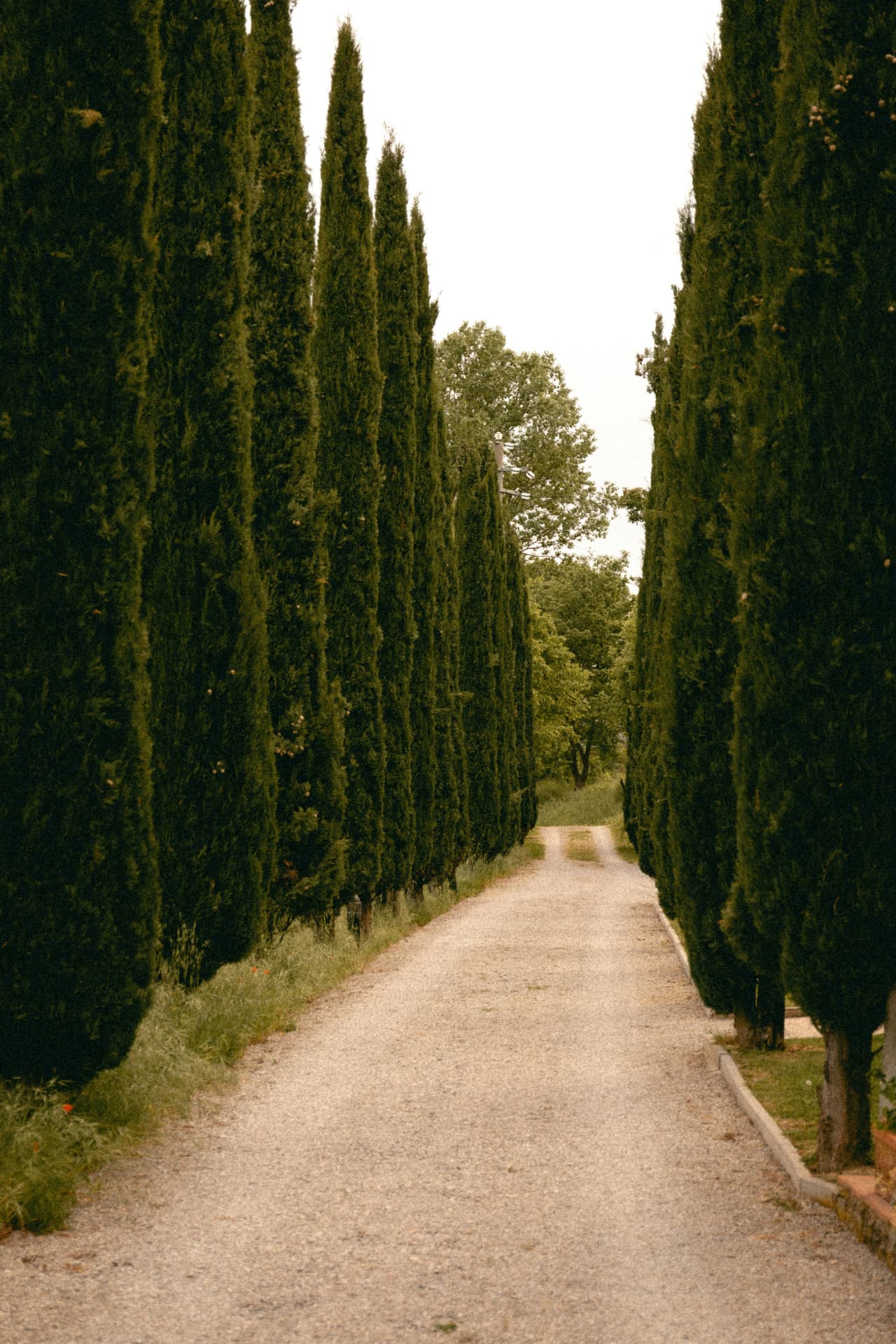 A gravel path lined with tall cypress trees